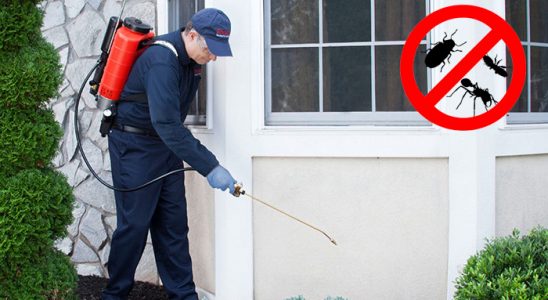 Doğankent Uçan Haşere İlaçlama böcek ilaçlama ve haşere kontrolü — ilaclama-tr.com